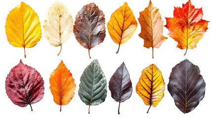 Obraz premium Autumn leaves in various colors and types including maple and birch, isolated on white background