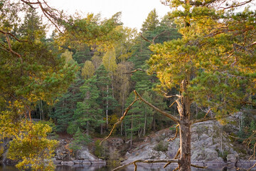 Lakeside with rocky steep cliffs and autumn Swedish forest in golden hour with pine trees in the foreground, Sweden