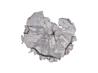Painted texture of a tree cross section. Texture of a tree stump. Gray paint. Isolated image without background. Image for mockup. Insert photo into template. PNG format.