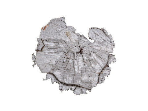 Painted texture of a tree cross section. Texture of a tree stump. Gray paint. Isolated image without background. Image for mockup. Insert photo into template. PNG format.