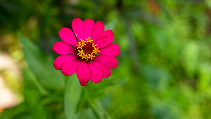 Obraz premium Busy Lizzie flowers are bright pink with large petals. The background shows other green plants that are blurred.