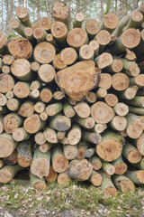 Pile of cut down trees, selective focus.