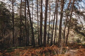 Fototapeta premium forest in autumn