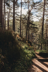 Obraz premium Sunlit forest path surrounded by trees, peaceful woodland trail