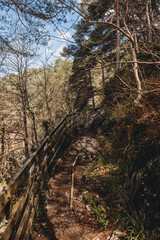 Forest bridge over rocky ravine, secluded woodland scenery