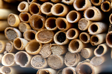 closeup of lakebed reeds natural habitat for mason bees