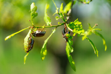 closeup view of May bugs on tree branches