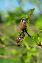 closeup view of May bugs on tree branches