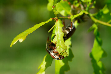 closeup view of May bugs on tree branches