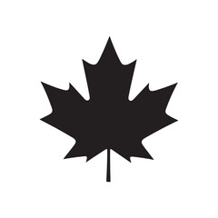 Fototapeta premium canadian maple leaf