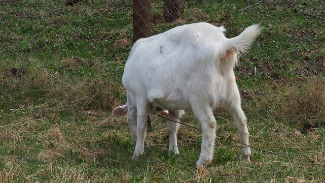 A white goat grazes in nature and eats