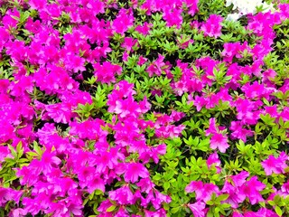 雨上がりの植え込みのピンクの躑躅