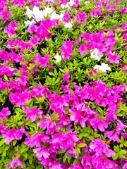 雨上がりの植え込みのピンクの躑躅