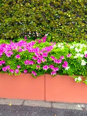 雨上がりの生垣と植え込みのピンクと白の躑躅