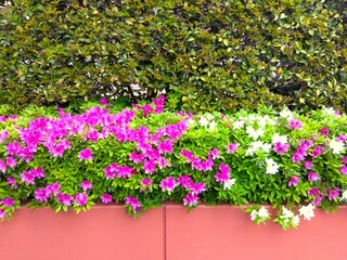 Obraz premium 雨上がりの生垣と植え込みのピンクと白の躑躅