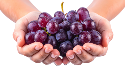 Harvesting theme, hands holding bunch of grapes, water droplets visible, isolated on transparent background
