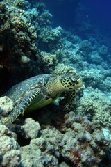 Fototapeta premium Captivating sea turtle gracefully resting on coral reef underwater marine life vibrant ecosystem ocean depth aquatic animal serene nature scene wildlife photography