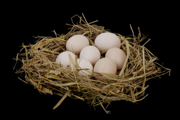 Bird nest with eggs on black background.