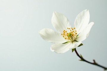 Delicate white blossom, petals unfurled, pure white backdrop, petals, fresh, graphic