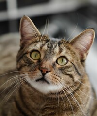 Curious tabby cat with green eyes indoors.