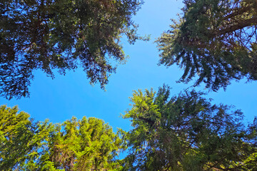 Peaceful Forest Canopy with Clear Blue Sky View for Nature and Outdoor Themes