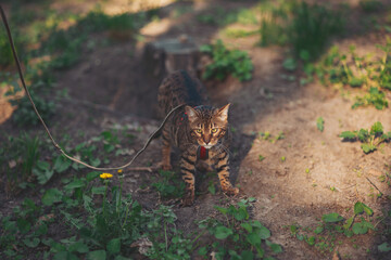 Exploring nature with a playful bengal cat on a sunny afternoon in the garden
