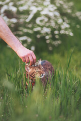 chicken on the grass