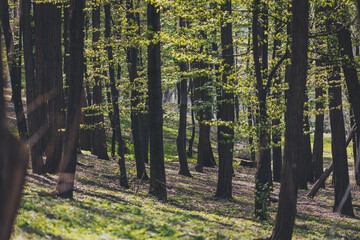 Fototapeta premium Sunlight filters through vibrant green leaves in a tranquil forest during a peaceful spring day inviting exploration and reflection