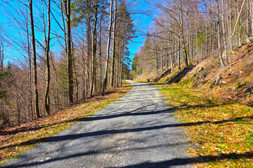 Serene Woodland Path in Early Spring with Bare Trees and Clear Blue Sky