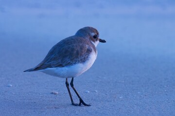 Solitary Shorebird on a Sandy Beach