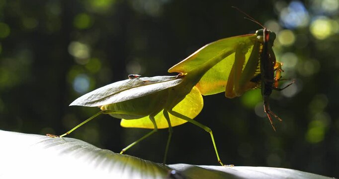 Cobra mantis feasts on live brown grasshopper, gripped in its forearms deep in Peru&rsquo;s rainforest pestered by flies