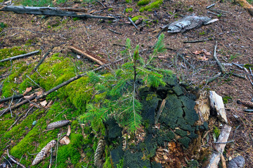 Forest Regeneration: Young Pine Growing from Mossy Stump in Woodland