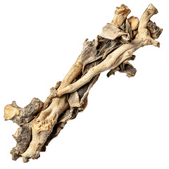 Angelica Sinensis root on white background