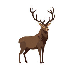 Vector illustration of deer in cartoon flat style. Male or female deer wild life animal isolated in white background. Cute different poses deer with long horns for logo, icon, infographic, symbol