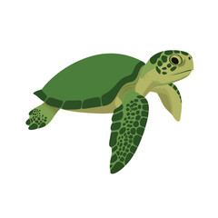 Sea turtle icon. Vector illustration isolated o white background