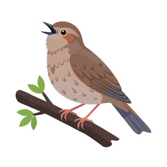 Singing Nightingale bird sitting on tree brunch isolated on white background. Nightingales icons flat or cartoon vector illustration.