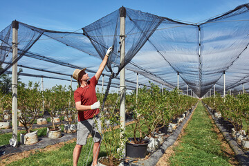Farmer installing anti hail netting on a agricultural farm for protecting fruits, vegetables and crops from severe weather conditions.