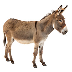 portrait of a donkey isolated on transparent background