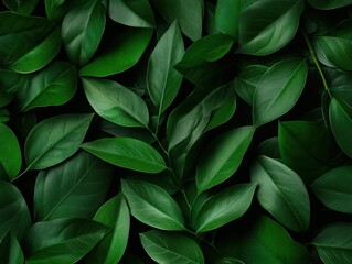 Fresh green leaves background
