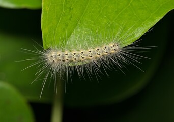 Fall Webworm Hyphantria cunea caterpillar insect nature pest control Springtime.