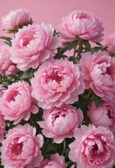 Obraz premium Dense cluster of pink peonies, soft pink backdrop, elegance, flower group, macro