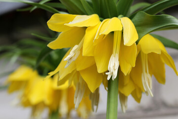 Obraz premium yellow crown imperial flower blossom