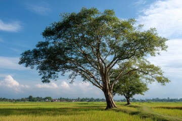 Obraz premium Tree on Rice Field Under Blue Sky