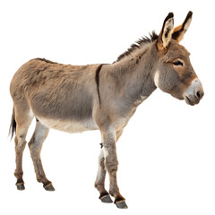 Obraz premium donkey isolated on white background