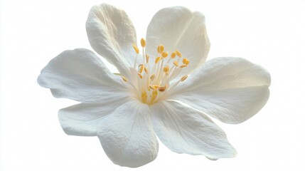 Fototapeta premium Isolated Jasmine Flower on White Background for Professional Designs