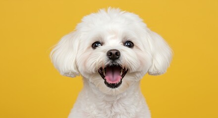 Happy White Fluffy Dog Portrait Against Yellow Background