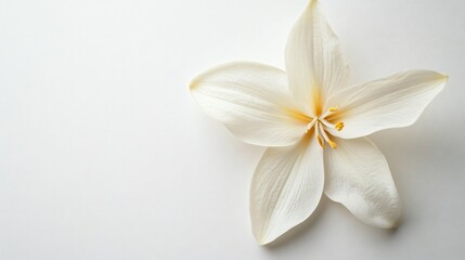 Fototapeta premium Elegant White Vanilla Flower on White Background