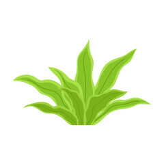 Green algae. Underwater flora, plant. Flat illustration aquarium, oceanic, riverine or lakeine  seaweed on white.