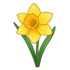 yellow daffodil flower