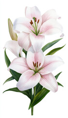 The blooming of elegant lilies